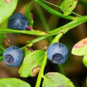 Meet your Posher, Charlotte